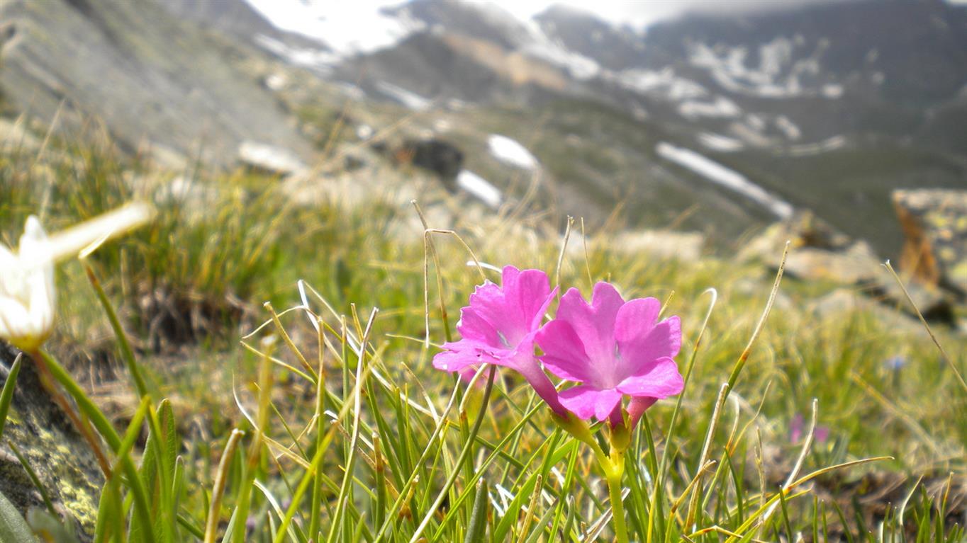 Val d''Aosta 06 - Primula pedemontana